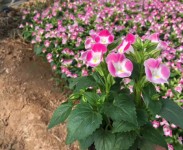 不同種類(lèi)花卉對(duì)肥料的需求有哪些差異？