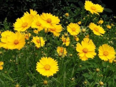 宿根花卉品種特色有哪些？